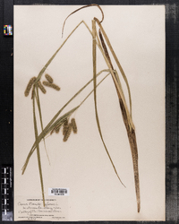 Carex pseudocyperus image