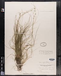 Carex radiata image