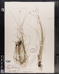 Carex radiata image