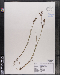 Juncus brevicaudatus image