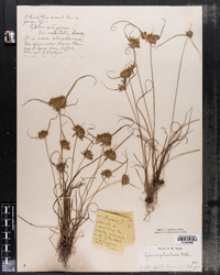 Cyperus filiculmis image