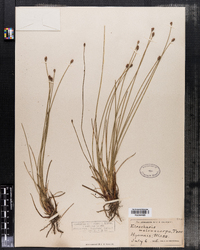 Eleocharis melanocarpa image