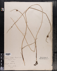 Schoenoplectus americanus image