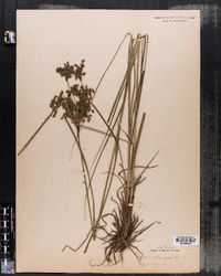 Scirpus atrocinctus image