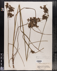 Scirpus atrocinctus image