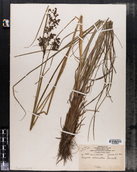 Scirpus atrocinctus image