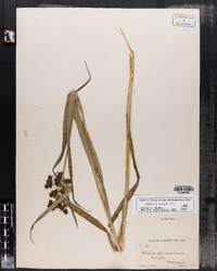 Scirpus atrovirens image