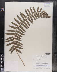 Polystichum acrostichoides image