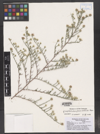 Symphyotrichum pilosum image