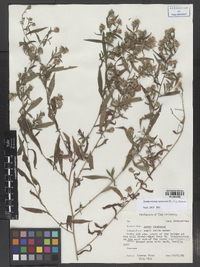 Symphyotrichum tradescantii image