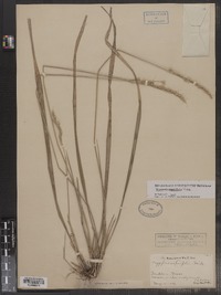 Oryzopsis asperifolia image