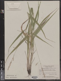 Piptatherum racemosum image