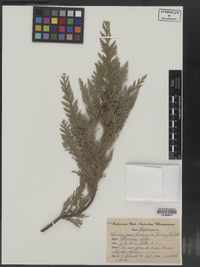 Chamaecyparis lawsoniana image