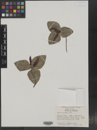 Image of Trillium decumbens