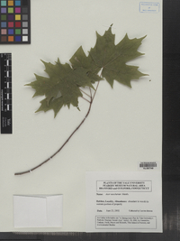 Acer saccharum image