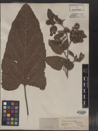 Arctium minus image