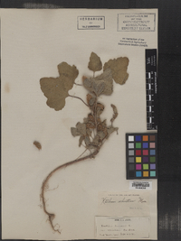 Xanthium strumarium image