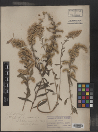 Solidago nemoralis image