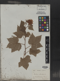 Rubus odoratus image