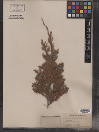 Juniperus virginiana image