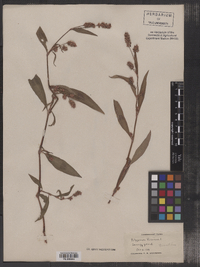 Polygonum persicaria image