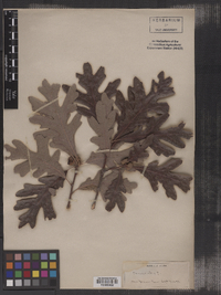 Quercus alba image