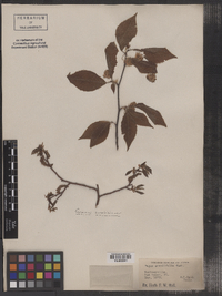 Fagus grandifolia image