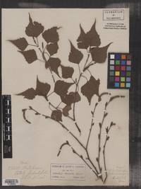 Betula populifolia image