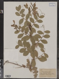Lathyrus japonicus var. pellitus image