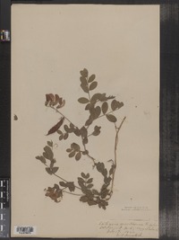 Lathyrus japonicus image