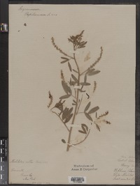 Melilotus officinalis image