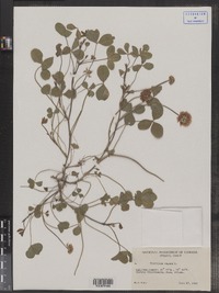 Trifolium repens image