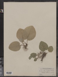 Viola rotundifolia image