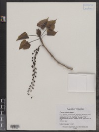 Populus deltoides image