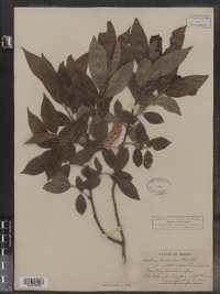 Salix lucida image