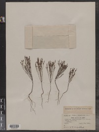 Hypericum gentianoides image