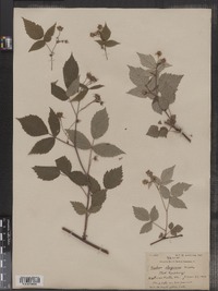 Rubus idaeus image