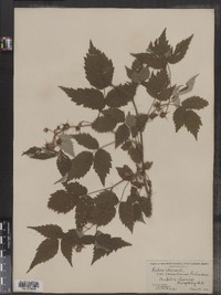 Rubus idaeus image