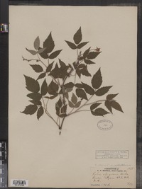 Rubus idaeus image