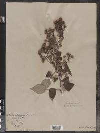 Rubus idaeus image