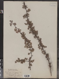 Crataegus monogyna image