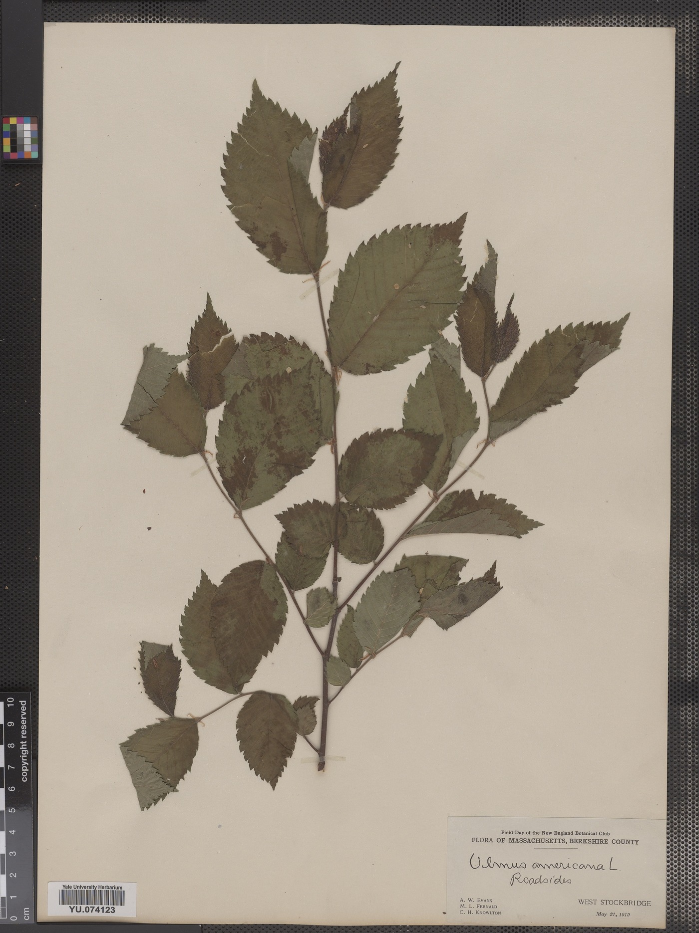 Ulmaceae image