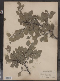 Ulmus parvifolia image