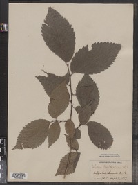 Ulmus americana image
