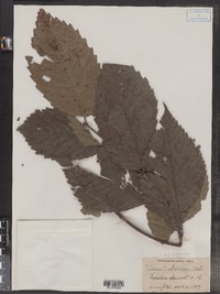 Image of Ulmus pubescens