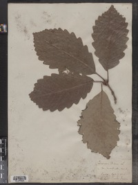 Quercus prinus image