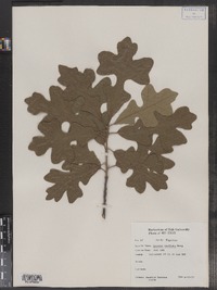 Quercus stellata image