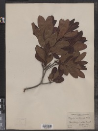 Morella pensylvanica image