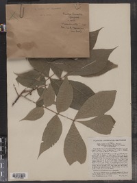 Carya ovalis image