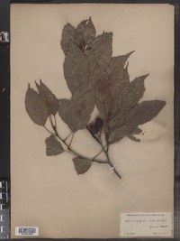 Image of Alnus japonica